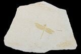 Fossil Dragonfly (Tharsophlebia?) - Solnhofen Limestone #175098-1